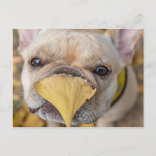 Adorable French Bulldog Postcard