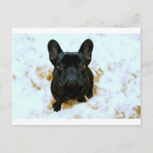 Adorable French Bulldog Puppy! Postcard
