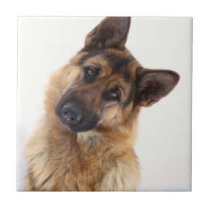 Adorable funny german shepherd portrait tile