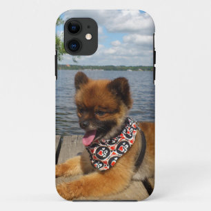 Adorable, furry dwarf spitz dog iPhone 11 case