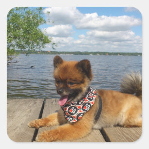 Adorable, furry dwarf spitz dog sticker