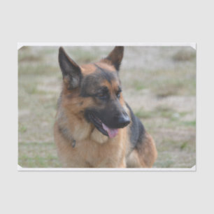 Adorable German Shepherd Tissue Paper
