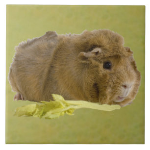 Adorable Ginger Guinea Pig Eating Celery Photo Tile
