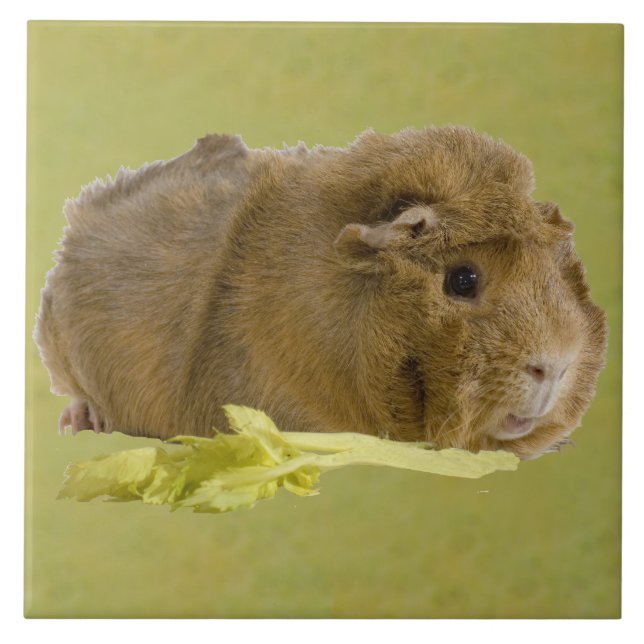 Adorable Ginger Guinea Pig Eating Celery Photo Tile (Front)
