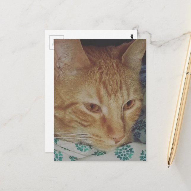 adorable ginger kitty in bed postcard (Front/Back In Situ)