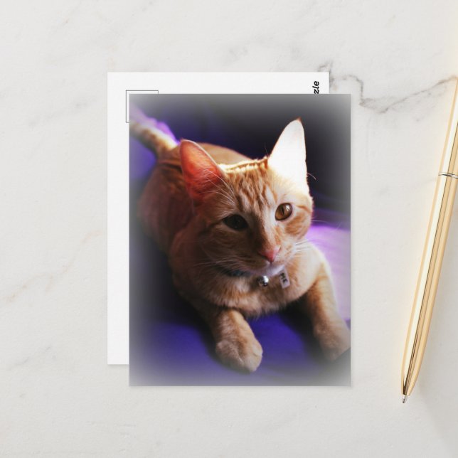 Adorable ginger tabby on a purple couch postcard (Front/Back In Situ)