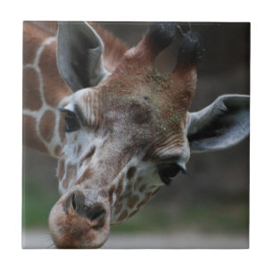 Adorable Giraffe Tile