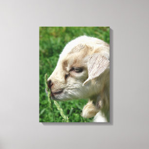 Adorable Goat Kid Canvas Print