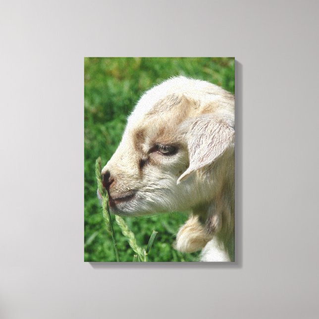 Adorable Goat Kid Canvas Print (Front)