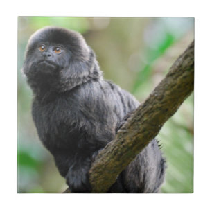 Adorable Goeldi Monkey Tile