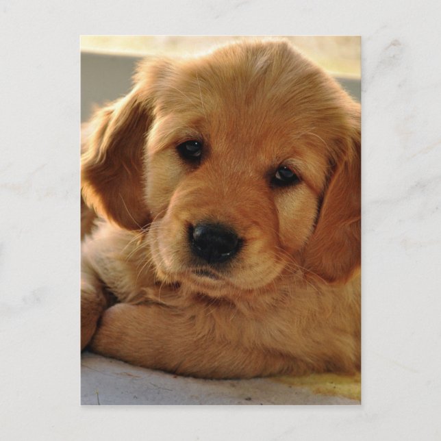 Adorable Golden Retriever puppy dog Postcard (Front)