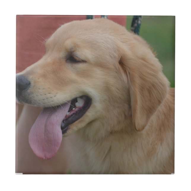 Adorable Golden Retriever Tile (Front)