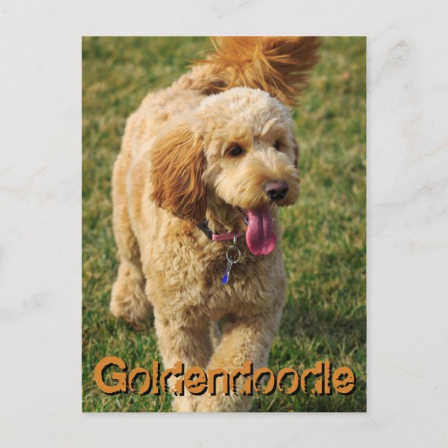 Adorable Goldendoodle Dog Postcard (Front)