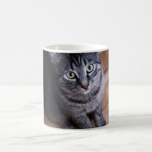 Adorable Grey Cat Coffee Mug