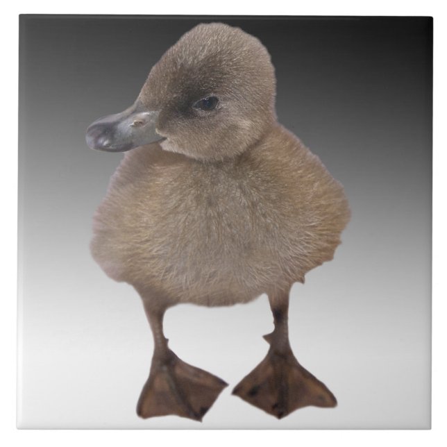 Adorable Grey Duckling Photograph Tile (Front)