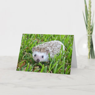 Adorable Hedgehog Blank Card