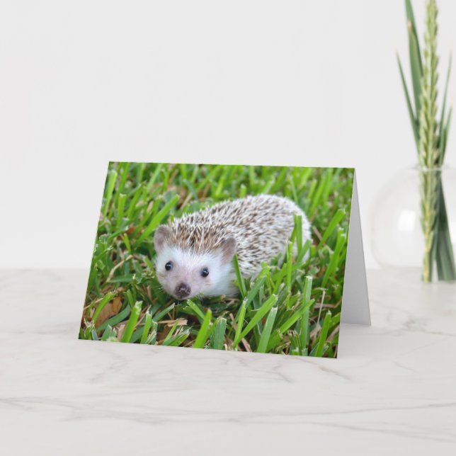 Adorable Hedgehog Blank Card (Front)
