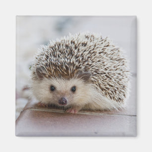 Adorable hedgehog magnet