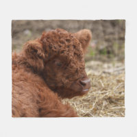 Adorable Highland Cow Calf in Hay