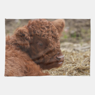 Adorable Highland Cow Calf in Hay Kitchen Towel