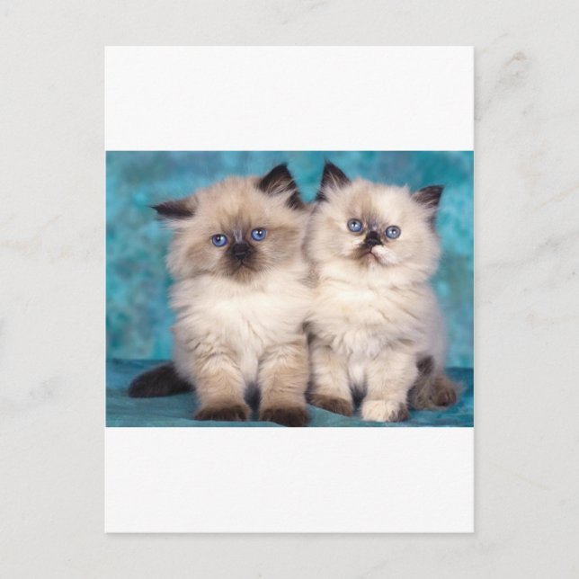 Adorable "Hug Me" Persian Kittens Postcard (Front)