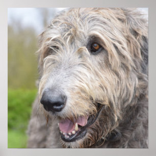 Adorable Irish Wolfhound Poster
