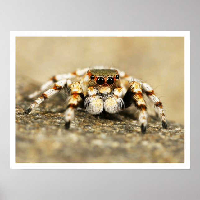 Adorable Jumping Spider Closeup Poster (Front)