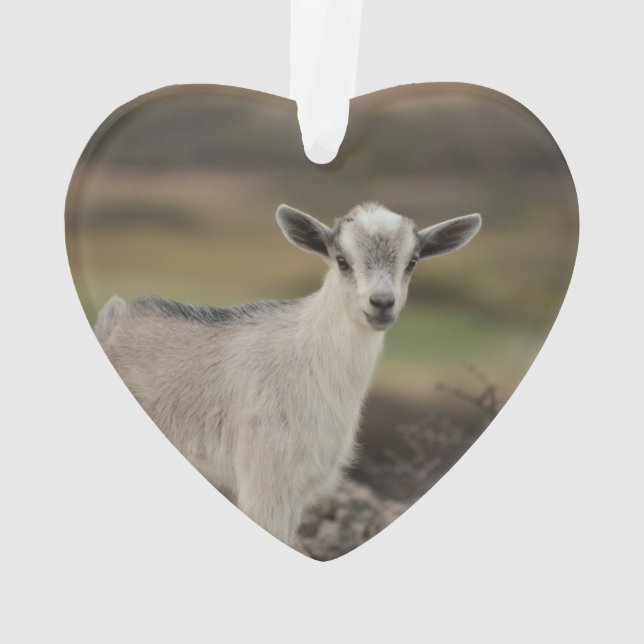 Adorable Kid Goat Ornament (Back)