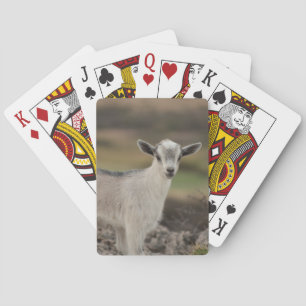 Adorable Kid Goat Playing Cards