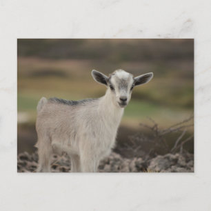Adorable Kid Goat Postcard
