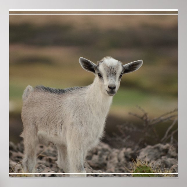 Adorable Kid Goat Poster (Front)