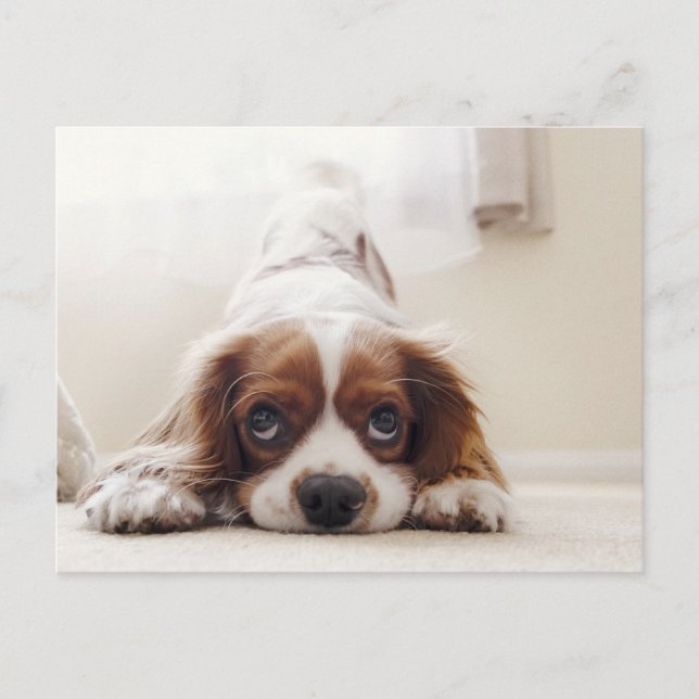 Adorable King Charles Cavalier Spaniel Postcard (Front)