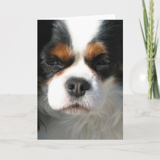 Adorable King Charles Spaniel Greeting Cards (Front)