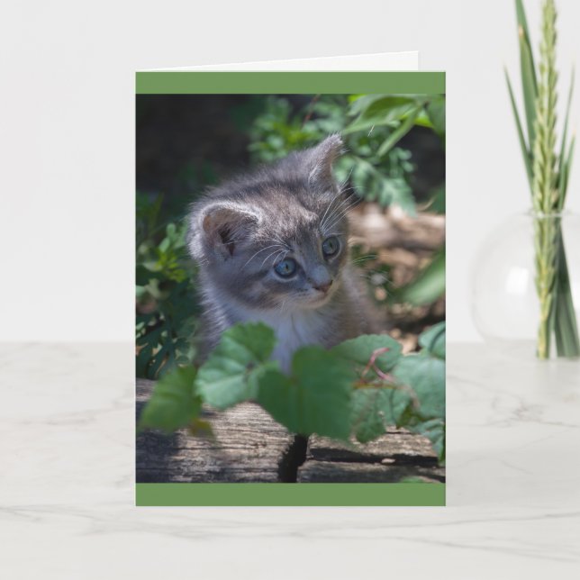 Adorable Kitten Birthday Card (Front)