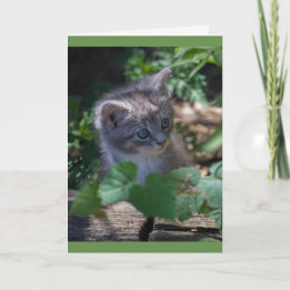 Adorable Kitten Birthday Card