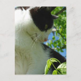 Adorable Kitten in a Tree Postcard