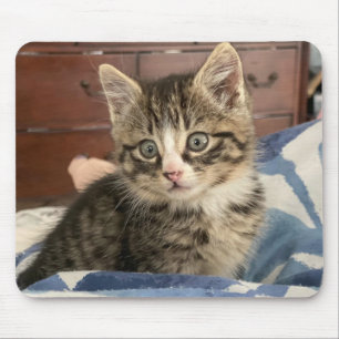 Adorable Kitten Photo, or Upload your Own Mouse Pad