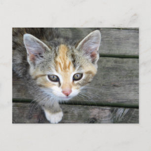 Adorable kitten postcard