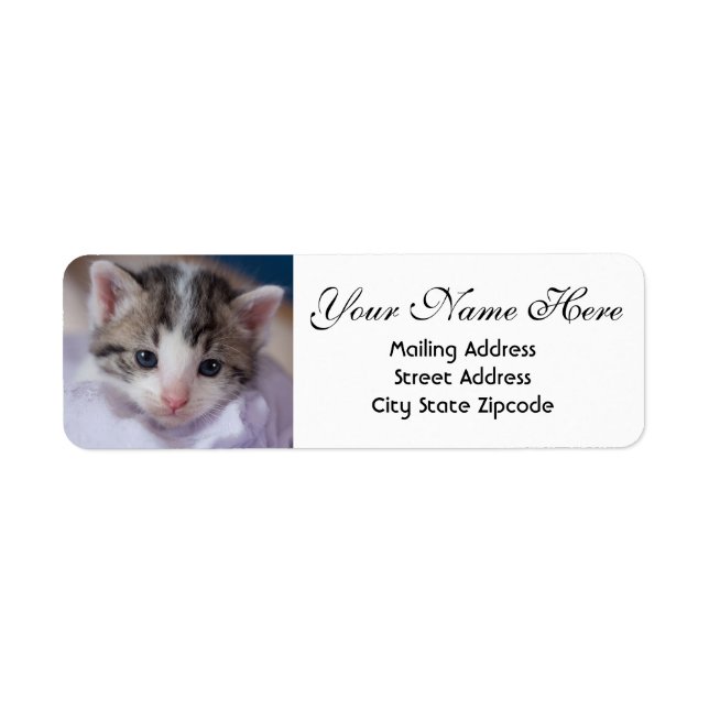 Adorable Kitten Return Address (Front)
