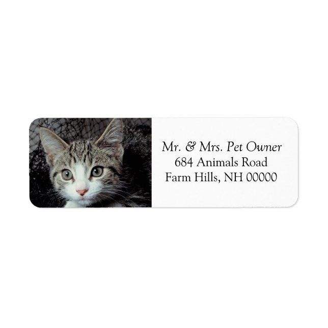 Adorable Kitten Return Address Labels Stickers (Front)