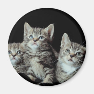 Adorable Kittens Magnet