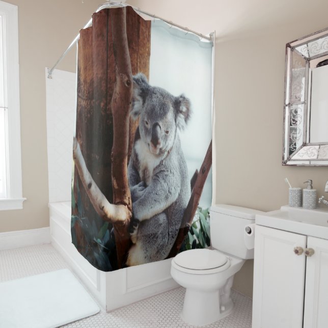 Adorable Koala Bear (In Situ)