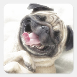 Adorable Laughing Pug design Square Sticker