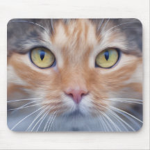 Adorable Little Kitty Cat