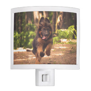 For Dog Lovers Night Lights Zazzle Ca