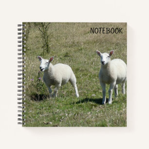 Adorable Lundy Island Lambs Notebook