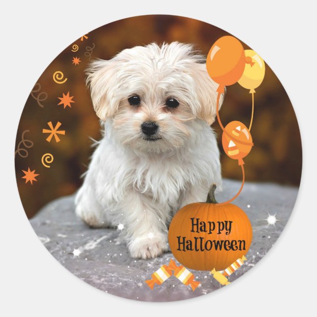 Adorable Maltese Puppy Celebrates Halloween Classic Round Sticker (Front)