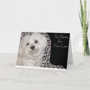 Adorable Maltese Sympathy Card - Blank Inside