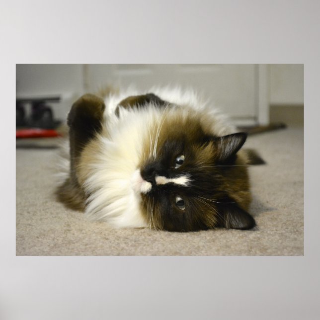 Adorable Manx Ragdoll Cat Poster (Front)