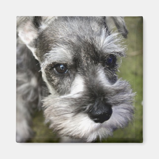 Adorable Miniature Schnauzer Puppy Magnet (Front)